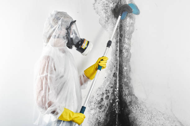 Trusted Rice, TX Mold Removal Experts